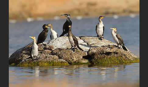 Kormoran (Phalacrocorax carbo)