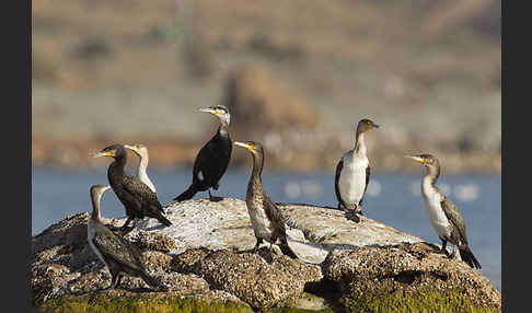 Kormoran (Phalacrocorax carbo)