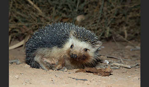 Äthiopischer Igel (Paraechinus aethiopicus)