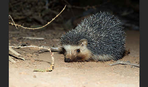 Äthiopischer Igel (Paraechinus aethiopicus)