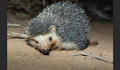 Äthiopischer Igel (Paraechinus aethiopicus)