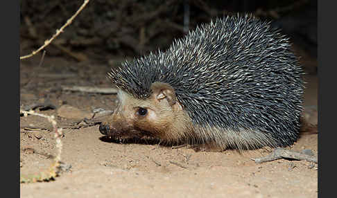 Äthiopischer Igel (Paraechinus aethiopicus)