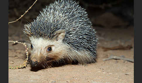 Äthiopischer Igel (Paraechinus aethiopicus)