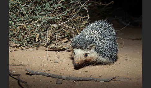 Äthiopischer Igel (Paraechinus aethiopicus)