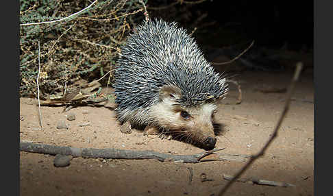 Äthiopischer Igel (Paraechinus aethiopicus)