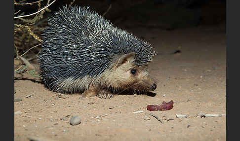 Äthiopischer Igel (Paraechinus aethiopicus)