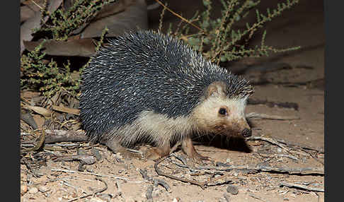 Äthiopischer Igel (Paraechinus aethiopicus)