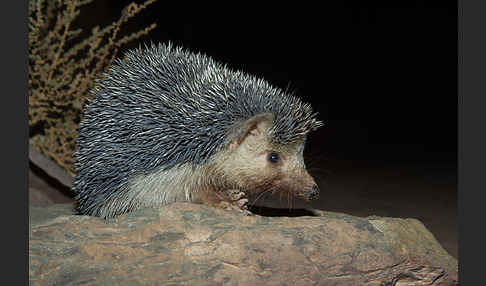 Äthiopischer Igel (Paraechinus aethiopicus)