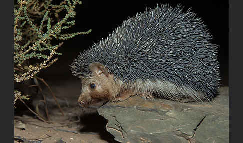 Äthiopischer Igel (Paraechinus aethiopicus)