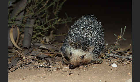 Äthiopischer Igel (Paraechinus aethiopicus)