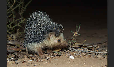 Äthiopischer Igel (Paraechinus aethiopicus)