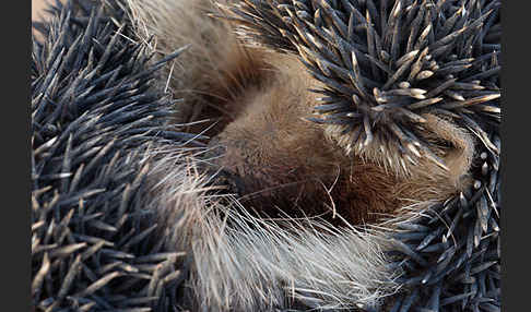 Äthiopischer Igel (Paraechinus aethiopicus)