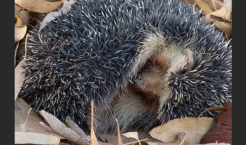 Äthiopischer Igel (Paraechinus aethiopicus)