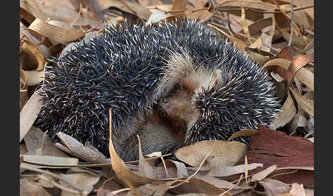 Äthiopischer Igel (Paraechinus aethiopicus)