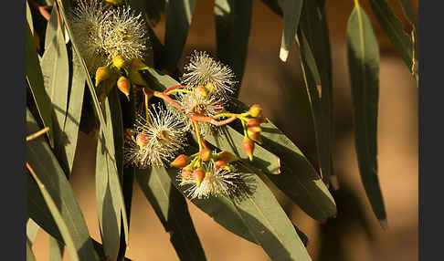Blaue Eukalyptus (Eucalyptus globulus)