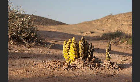 Gelbe Cistanche (Cistanche phelypaea)