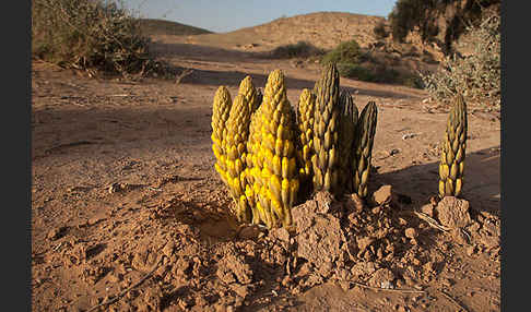 Gelbe Cistanche (Cistanche phelypaea)