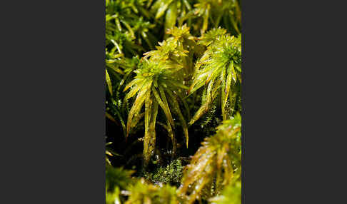 Torfmoos spec. (Sphagnum riparium)