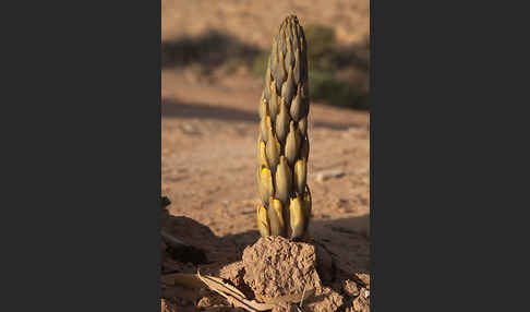 Gelbe Cistanche (Cistanche phelypaea)