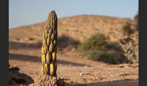 Gelbe Cistanche (Cistanche phelypaea)