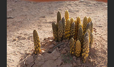 Gelbe Cistanche (Cistanche phelypaea)