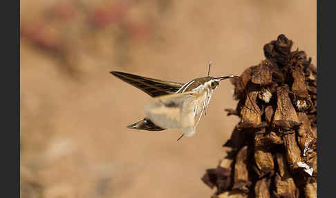 Linienschwärmer (Hyles livornica)