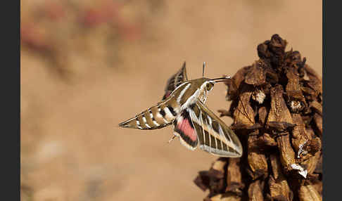 Linienschwärmer (Hyles livornica)