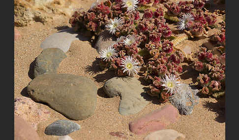 Mittagsblume (Mesembryanthemum theurkauffii)