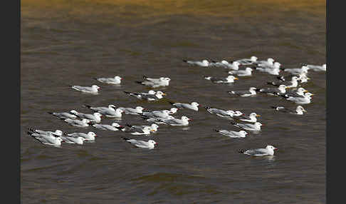 Korallenmöwe (Larus audouinii)