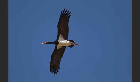 Schwarzstorch (Ciconia nigra)