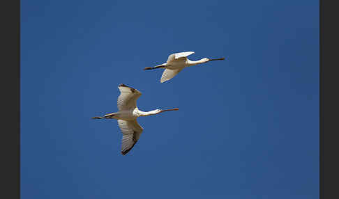 Löffler (Platalea leucorodia)