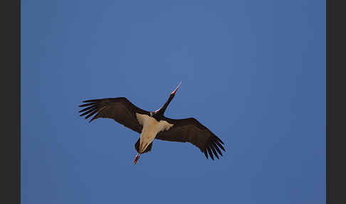 Schwarzstorch (Ciconia nigra)