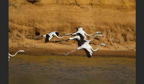 Rosaflamingo (Phoenicopterus roseus)