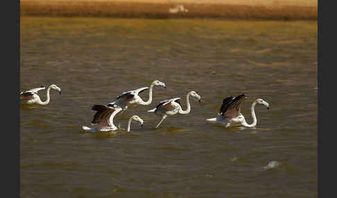 Rosaflamingo (Phoenicopterus roseus)