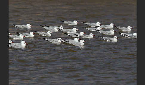 Korallenmöwe (Larus audouinii)