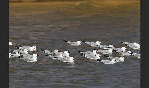 Korallenmöwe (Larus audouinii)