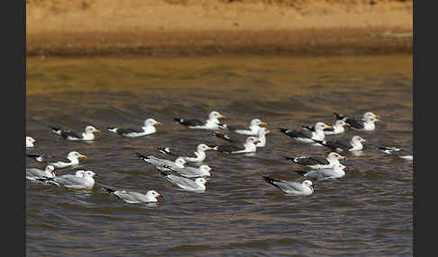 Korallenmöwe (Larus audouinii)