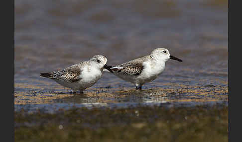 Sanderling (Calidris alba)