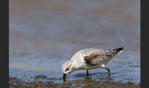 Sanderling (Calidris alba)