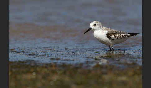 Sanderling (Calidris alba)