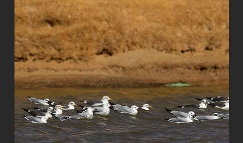 Korallenmöwe (Larus audouinii)