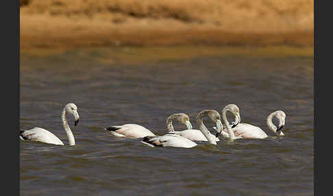 Rosaflamingo (Phoenicopterus roseus)