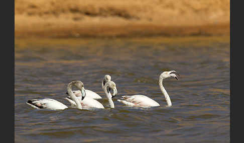 Rosaflamingo (Phoenicopterus roseus)