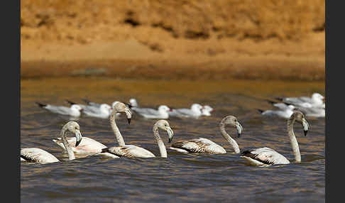 Rosaflamingo (Phoenicopterus roseus)