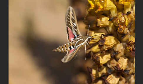 Linienschwärmer (Hyles livornica)