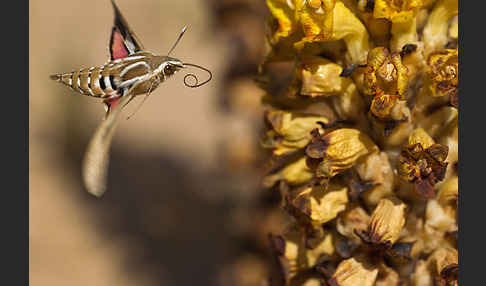 Linienschwärmer (Hyles livornica)