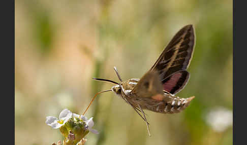 Linienschwärmer (Hyles livornica)