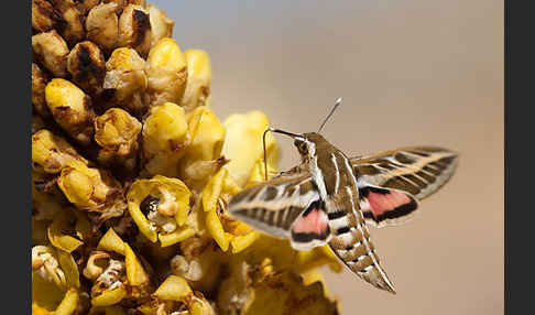 Linienschwärmer (Hyles livornica)