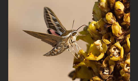 Linienschwärmer (Hyles livornica)