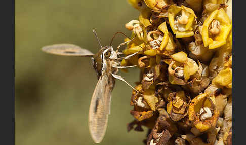 Linienschwärmer (Hyles livornica)